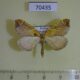 70435p Geometridae Eulithis achatinellaria Transbaikal reg. $7