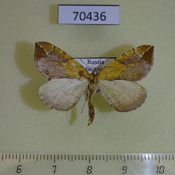 Geometridae Eulithis achatinellaria Transbaikal reg.