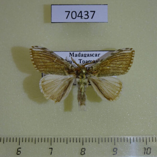 Lymantridae Labordea hedilacea Madagascar
