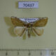 70437p Lymantridae Labordea hedilacea Madagascar $10