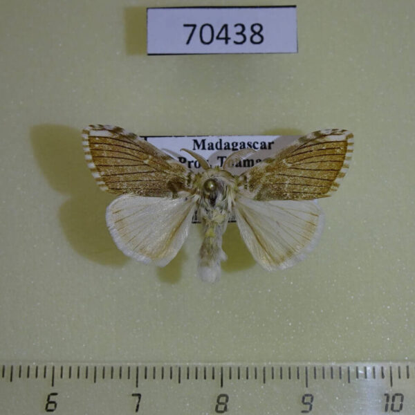 Lymantridae Labordea hedilacea Madagascar