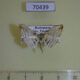 70439p Thyrididae Rhodoneura translucida Madagascar $10