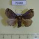 70440p Limacodidae Thliptocnemis robusta Madagascar $7
