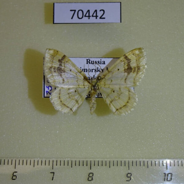 Geometridae Pseudostegania defectata Primorye