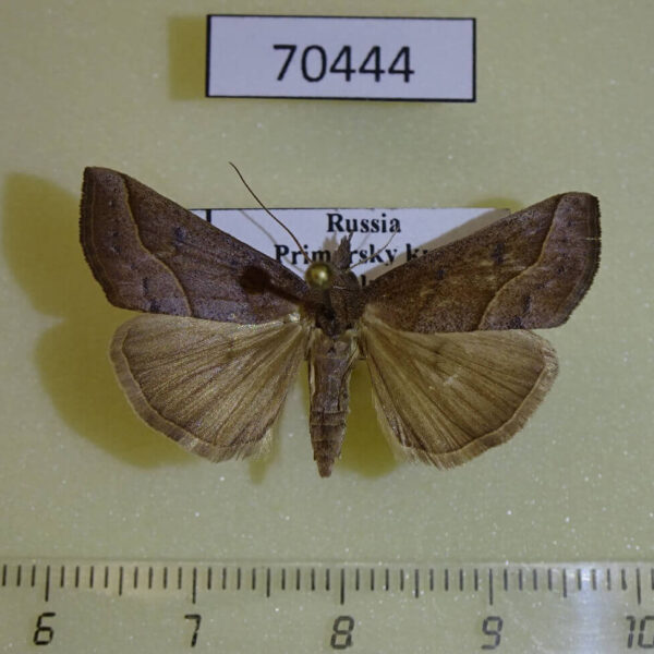 Noctuidae Hypena kengkalis Primorye
