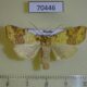 70446p Noctuidae Cirrhia tunicata Primorye $7