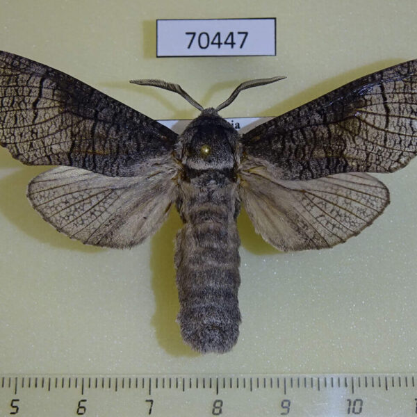 Cossidae Acossus terebra Primorye