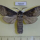 70447p Cossidae Acossus terebra Primorye $10