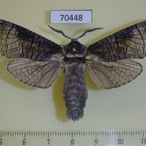 Cossidae Acossus terebra Primorye