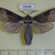 70448p Cossidae Acossus terebra Primorye $10