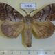 70450p Lasiocampidae Dendrolimus superans Primorye $7