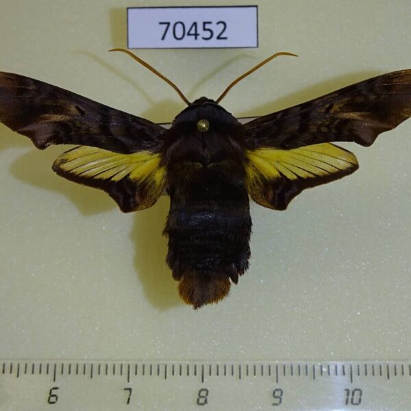 Sphingidae Sphecodina caudata Primorye