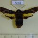 70452p Sphingidae Sphecodina caudata Primorye $25