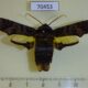 70453p Sphingidae Sphecodina caudata Primorye $25