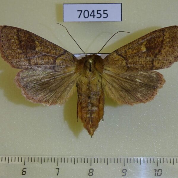 Noctuidae Mythimna divergens f Primorye