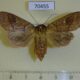 70455p Noctuidae Mythimna divergens f Primorye $8