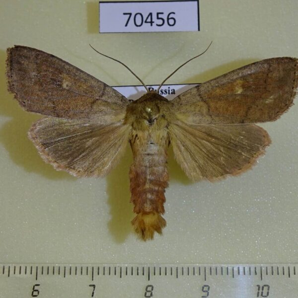 Noctuidae Mythimna divergens Primorye