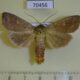 70456p Noctuidae Mythimna divergens Primorye $5