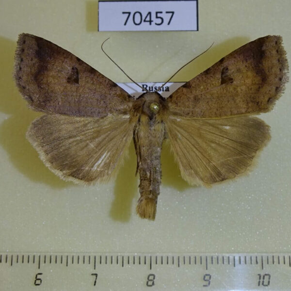 Noctuidae Lygephila sp.  Primorye