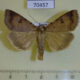 70457p Noctuidae Lygephila sp. Primorye $10