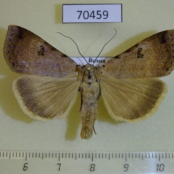 Noctuidae Lygephila vulcanea Primorye