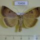 70459p Noctuidae Lygephila vulcanea Primorye $7