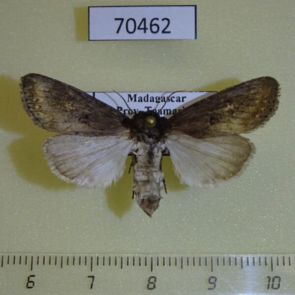 Noctuidae Brithys sp. crini f Madagascar