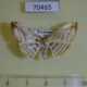 70465p Thyrididae Rhodoneura translucida f Madagascar $12