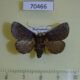 70466p Limacodidae Thliptocnemis robusta Madagascar $10