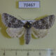 70467p Noctuidae Acronicta concerpta Primorye $7