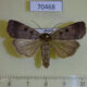 70468p Noctuidae Sineugraphe bipartita Primorye $7