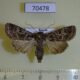 70478p Noctuidae Heliophobus texturata Transbaikal reg. $6