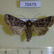 70479p Noctuidae Heliophobus texturata Transbaikal reg. $6
