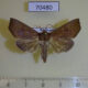 70480p Noctuidae Anomis sp. lophognatha f Madagascar $10