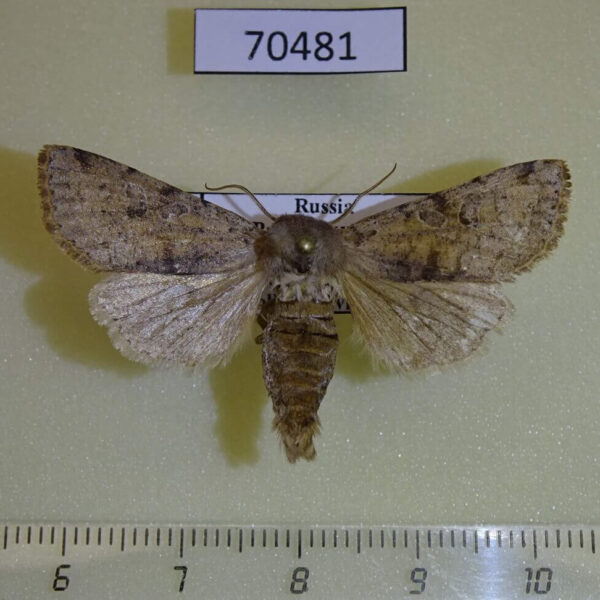 Noctuidae Orthosia incerta Primorye