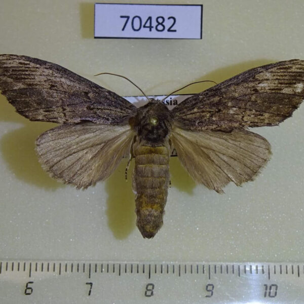 Notodontiidae Allodonta plebeja Primorye