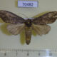 70482p Notodontiidae Allodonta plebeja Primorye $4