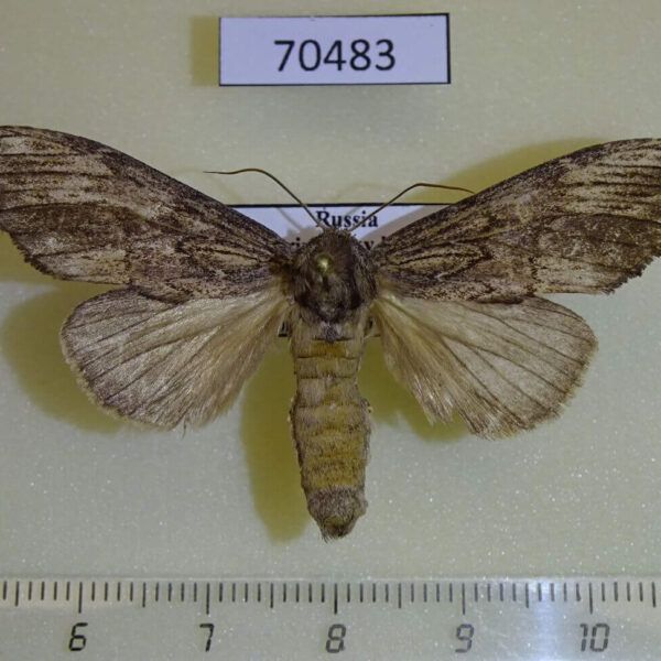 Notodontiidae Allodonta plebeja Primorye