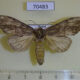 70483p Notodontiidae Allodonta plebeja Primorye $5