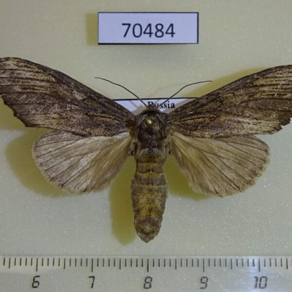 Notodontiidae Allodonta plebeja Primorye