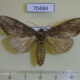 70484p Notodontiidae Allodonta plebeja Primorye $6