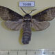 70488p Cossidae Acossus terebra Primorye $10