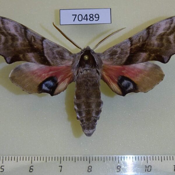 Sphingidae Smerinthus caecus Primorye