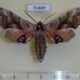 70489p Sphingidae Smerinthus caecus Primorye $7