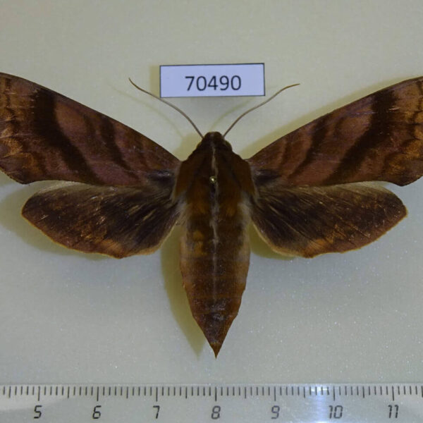 Sphingidae Ampelophaga rubiginosa f Primorye