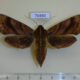 70490p Sphingidae Ampelophaga rubiginosa f Primorye $10