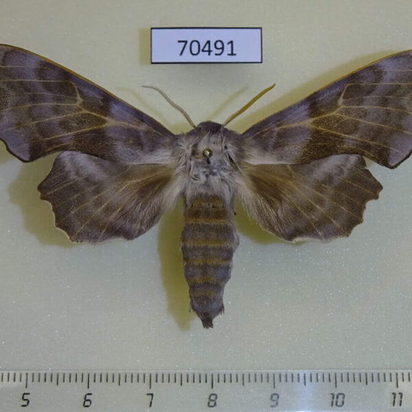 Sphingidae Laothoe amurensis Tyva rep.