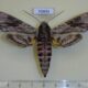 70493p Sphingidae Agrius convolvuli Kazakhstan $9