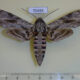 70494p Sphingidae Agrius convolvuli Kazakhstan $10