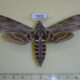 70496p Sphingidae Agrius convolvuli f Kazakhstan $12